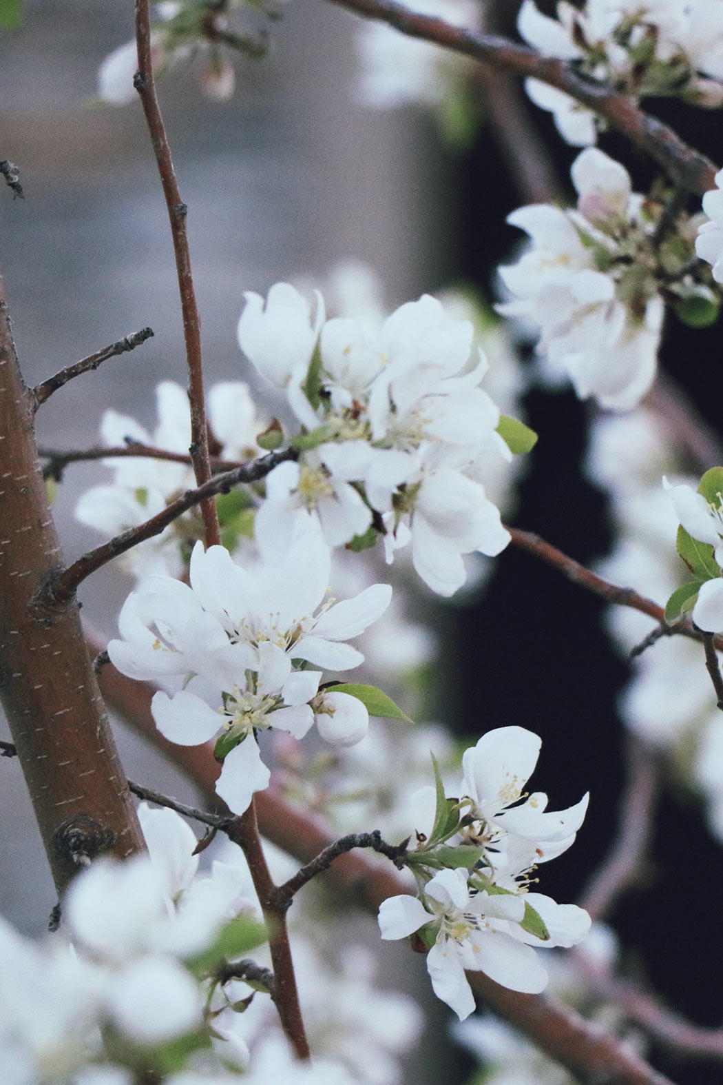 rot-kreuz-ball-2023-das-moment-veranstaltung-waldviertel-veranstaltungshalle-niederoesterreich